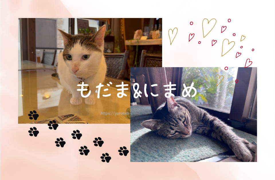 猫のいるペンション。石垣島ぬちぐすいの宿Coco.の紹介です。個別記事で詳細の紹介をしています。